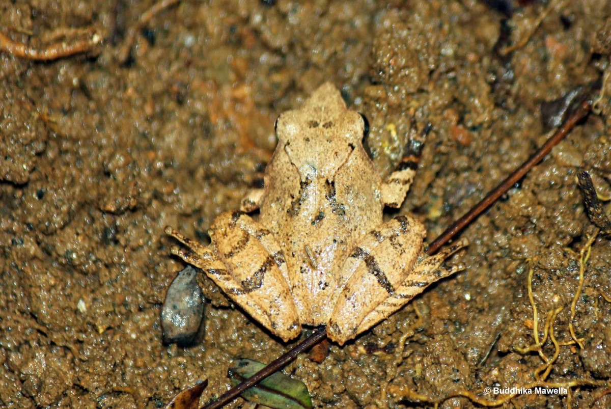 Pseudophilautus zorro Manamendra-Arachchi & Pethiyagoda, 2005